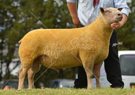 1st Prize Shearling Ram owned by Robert and Gary Scott sold for 950gns